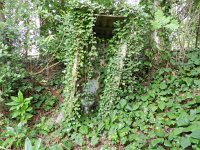 Hedera colchica 1, Kaukasische klimop, Saxifraga-Rutger Barendse